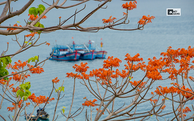 Bản phối giản đơn nhưng đầy màu sắc giữa thuyền – biển và hoa ngô đồng.