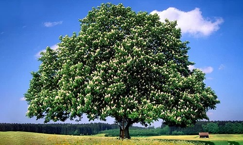 Hạt dẻ ngựa, loài cây biểu tượng của châu Âu, đang bị đe dọa. Ảnh: Alamy.