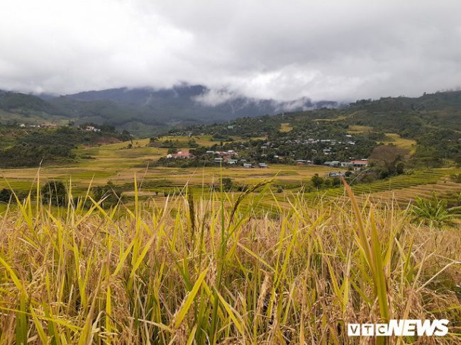 Đây cũng được xem là “vựa lúa” lớn nhất ở huyện Tu Mơ Rông.