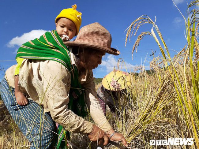 Người dân Xê Đăng "lom khom" gặt lúa trên những cánh đồng ruộng bậc thang.