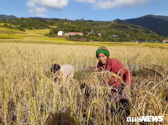 Người dân nơi đây vui mừng vì đã có cái ăn cái mặc, cuộc sống trở nên ấm no và đầy đủ hơn.
