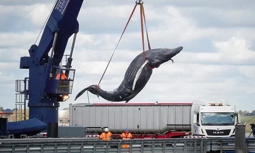 Đội vận chuyển di dời xác cá voi. Ảnh: Mirror