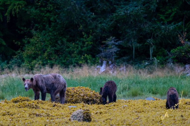 Những hình ảnh chụp được cho thấy những con gấu xám gầy hốc hác, dấu hiệu của việc thiếu nguồn thức ăn. Ảnh: CNN.