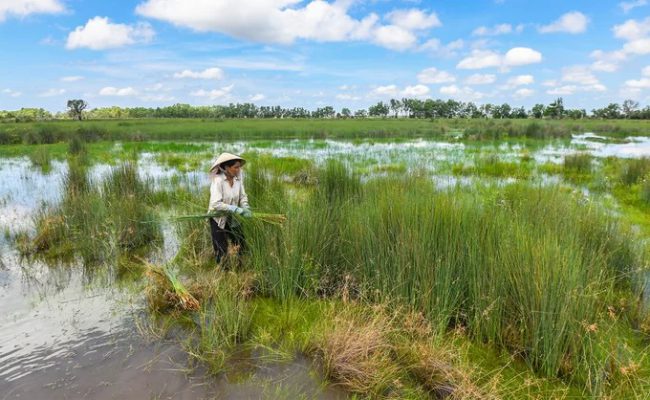 Hàng trăm năm nay, người Khmer ở vùng giáp biên giới Campuchia đã thu hoạch cỏ bàng để làm ra các sản phẩm thủ công phục vụ cho đời sống hàng ngày. Khi tới đồng cỏ bàng ở xã Phú Mỹ, huyện Giang Thành, khách tham quan có thể bắt gặp cảnh người dân đi nhổ cỏ trên những vùng đất ngập nước.