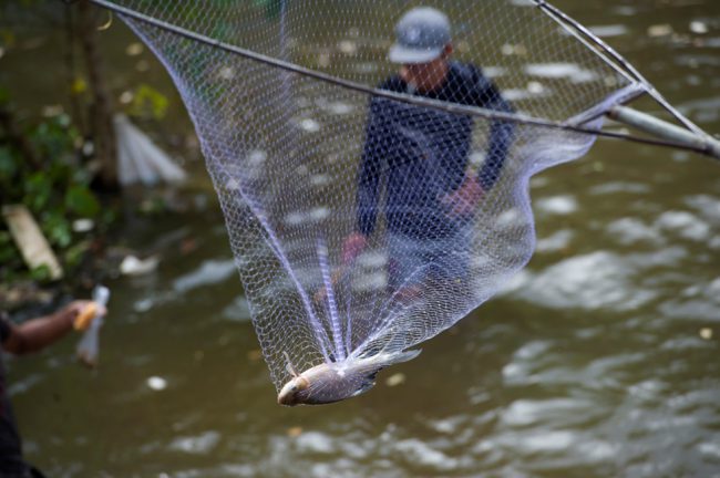 Một con cá mà người dân phía trong đập tràn Trà Sư vừa bắt được. Con nước về thỏa mong mỏi của người dân các địa phương hạ nguồn lũ. Đồng ruộng của họ sẽ đón được nguồn phù sa, thêm vào đó họ được mưu sinh, đánh bắt cá tôm trên đồng nước