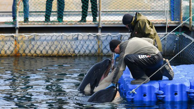 Nga thả con cá voi beluga cuối cùng khỏi 'nhà tù' ra đại dương. Ảnh: TASS.