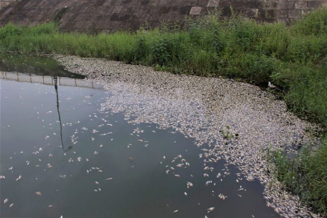 Cá chết nổi ở hồ Đại An vào ngày 7-11