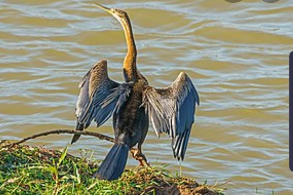 Một loài chim cổ rắn - Ảnh: Wikipedia