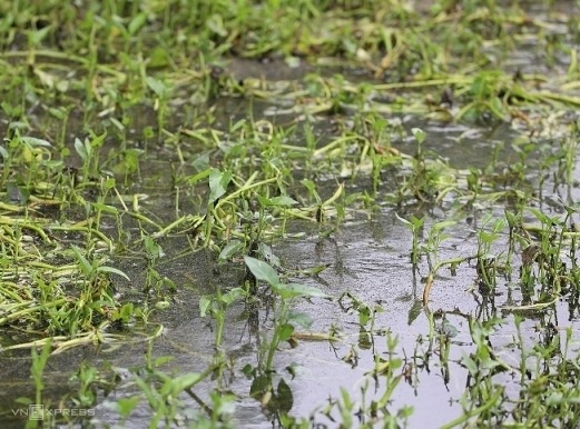 Ruộng rau muống được tưới bằng dòng nước mương thủy lợi ở Triều Khúc. Ảnh: Ngọc Thành