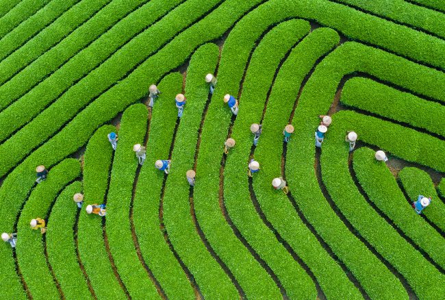 Tác phẩm Mùa thu hoạch chè - Bùi Việt Đức (Vĩnh Phúc)