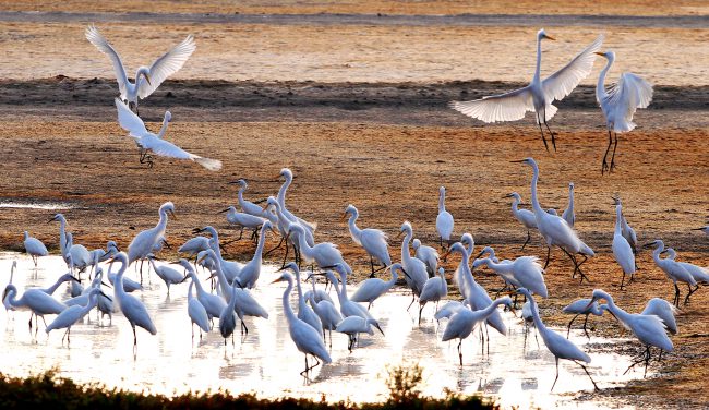 Tác phẩm Vũ điệu ngày Xuân - Trần Phước Thảo (Bình Thuận)