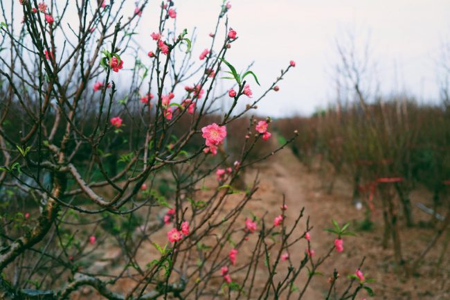 Nhiều gốc đào tại làng đào Nhật Tân đã lác đác trổ hoa nhờ thời tiết nắng ấm