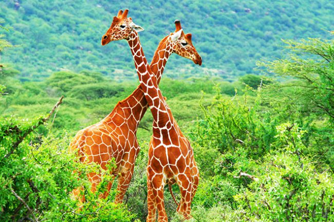 Google hy vọng công cụ AI của mình có thể giúp ích phần nào cho việc bảo tồn động vật hoang dã Ảnh: AFP