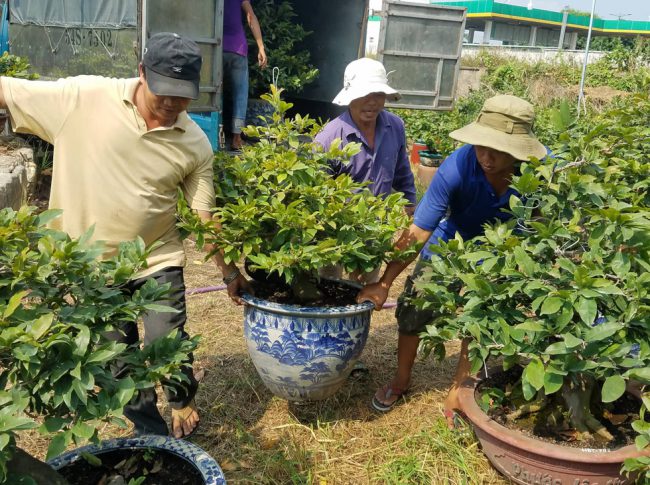 Khâu vận chuyển luôn phải kỹ lưỡng để tránh gãy nhánh, động rể ảnh hưởng chất lượng mai