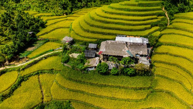 Nằm trên những thửa ruộng bậc thang là những ngôi nhà sàn của người Tày với màu nâu rất đặc trưng, tạo nên bức tranh mùa vàng thêm phần quyến rũ