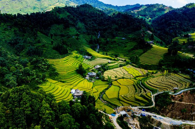 Bản Liền không chỉ nổi tiếng là vùng chè mà còn một điểm để du khách khám phá mùa vàng rất thú vị ở Lào Cai, bởi ruộng bậc thang nơi đây cũng tuyệt đẹp không kém so với Y Tý, Bát Xát và Sa Pa