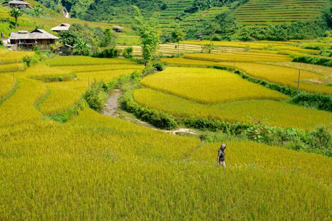Ruộng bậc thang nơi đây trải rộng và kéo dài trên các sườn đồi. Có thể nói, bức tranh Bản Liền là tổng hợp của các gam màu: vàng, xanh, nâu