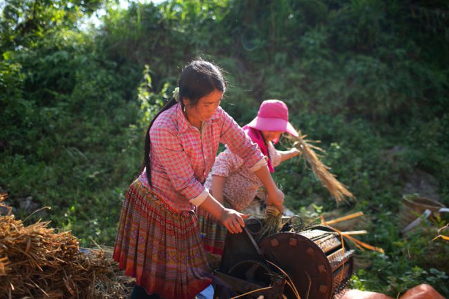 Vào mùa gặt, hình ảnh các thiếu nữ trong trang phục truyền thống đang tuốt lúa bên đường luôn thu hút du khách đam mê chụp hình
