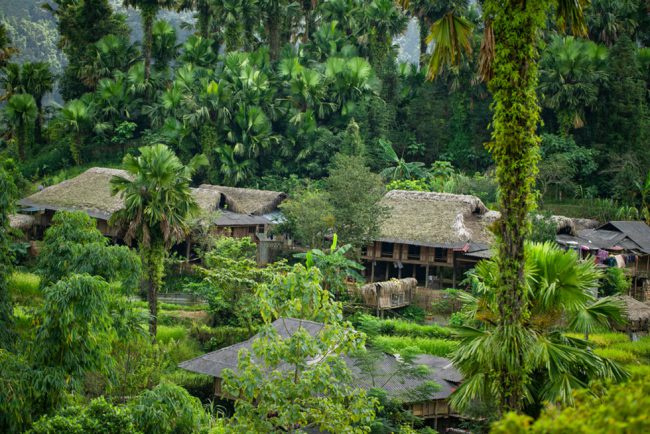 Đặc trưng của Bản Liền là những đồi cọ xanh mát. Cọ nằm xen lẫn trên những thửa ruộng bậc thang hay phủ quanh những bản làng tạo nên khung cảnh thơ mộng ở vùng cao Lào Cai