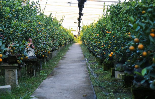 Còn hơn một tháng nữa mới đến Tết Canh Tý nhưng không khí tại làng quất cảnh Tứ Liên (Hà Nội) đã nhộn nhịp với nhiều mặt hàng mới. Đáng chú ý là quất trồng trong chậu hình chuột, khá độc đáo.