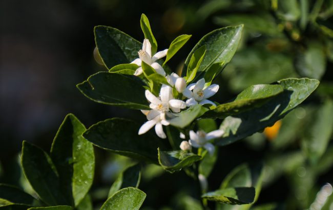 Ngày tết khi chọn quất, khách hàng thường dựa vào tứ quý: quả vàng, quả xanh, nụ trắng, lá chồi. Vì thế, khi hoa ra sớm thì người trồng cần vặt bỏ. Nụ hoa sẽ được giữ lại. Ngày tết, cây quất càng nhiều nụ hoa càng đẹp và có giá. Cây quất dễ chăm sóc và kiểm soát thời gian quả chín, hoa nở hơn so với hoa đào.