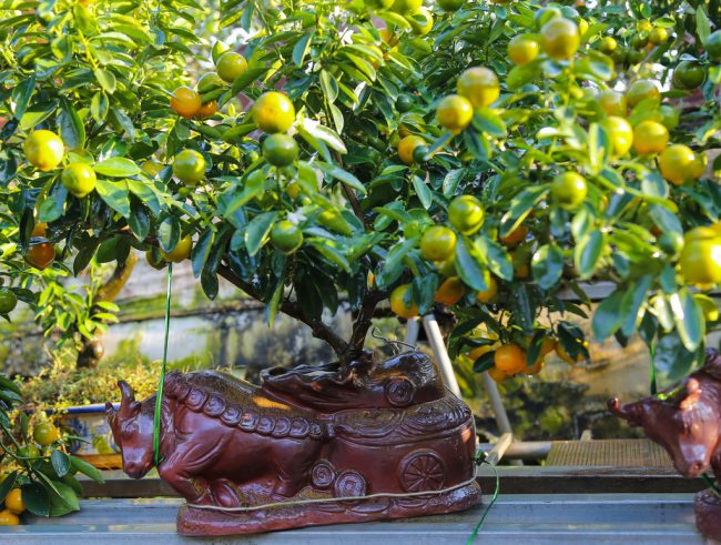 Chậu cây hình con trâu - con giáp của năm sau đã được anh Hiệp trồng thử trước khi trồng số lượng lớn. Với số vốn 250 triệu đồng anh bỏ ra, anh trồng được khoảng 300 chậu quất, hứa hẹn sẽ đem lại doanh thu 450 triệu đồng cho anh trong năm nay.