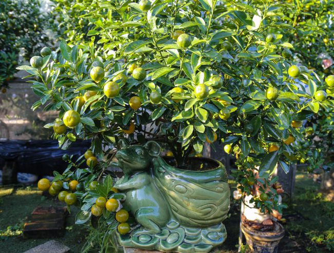 Hàng năm, anh đều làm chậu theo con giáp. Sắp bước sang năm Canh Tý, anh Hiệp đã chuẩn bị trước nhiều tháng để có 40 chậu cây đúc hình chuột. Khách hàng rất thích thú vì những cây quất bonsai trong chậu con giáp mang đến điều mới mẻ. Nhiều người mua vì hợp năm, hợp tuổi.