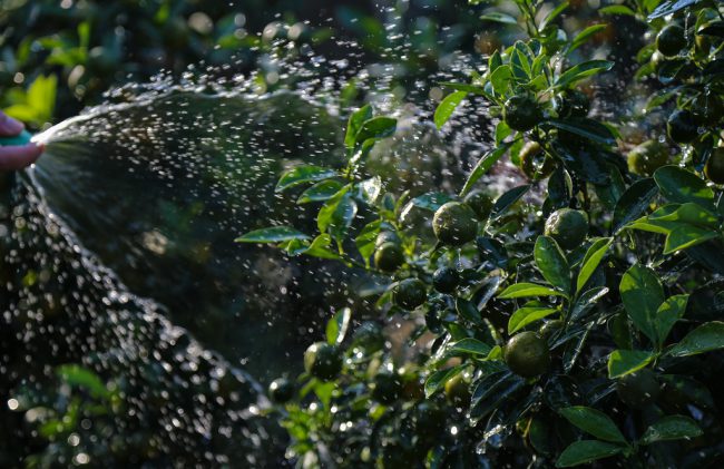 Người dân ở Tứ Liên phải tưới ít nhất một lần trong ngày, tuỳ vào giai đoạn phát triển của cây hay tuỳ từng thế bonsai để quyết định.