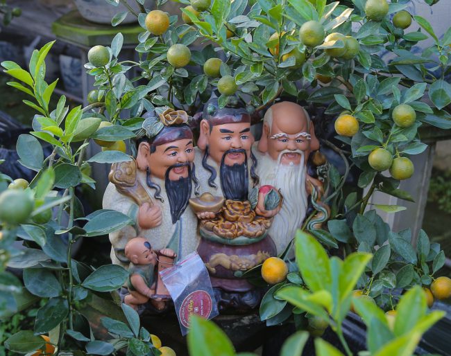 Cây quất bonsai Phúc Lộc Thọ có giá khoảng 6-7 triệu đồng, phải trải qua nhiều công đoạn uốn nắn chăm sóc. Theo chia sẻ của người dân, cây quất nhỏ được ưa chuộng hơn trong những năm gần đây để phù hợp trong những căn chung cư nhỏ hẹp.