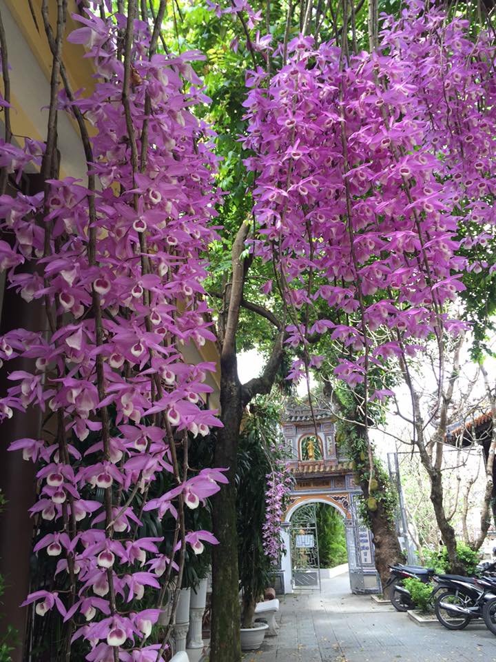 Một góc trong sân chùa Huế.