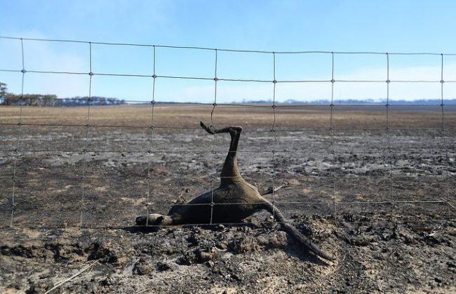 Một con kangaroo chết cháy tại đảo Kangaroo ngoài khơi thành phố Adelaide, bang Nam Australia, nơi đang bị lửa tàn phá và hai người đã thiệt mạng vào tuần trước. Quân đội Australia đã gửi đồ tiếp tế, nhân lực và các phương tiện tới đảo Kangaroo, đồng thời điều các nhóm hỗ trợ đến bang NSW và Victoria.