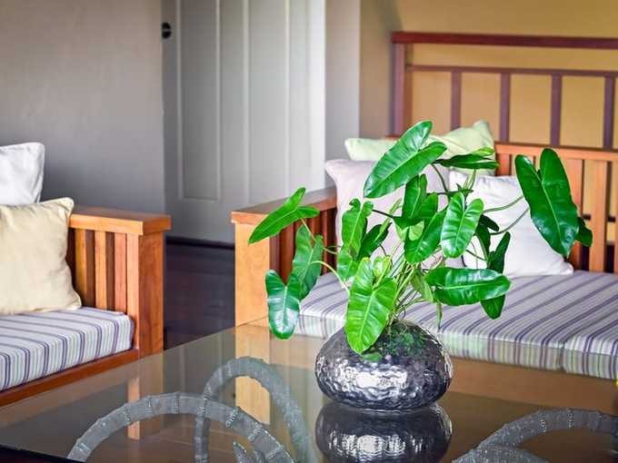 Cây họ ráy, ráy thơm, có tên khoa học philodendron. Từ vùng bản địa đến vùng nhiệt đới châu Mỹ có tới hàng trăm loại cây thuộc họ ráy. Đây là loại cây có tác dụng thanh lọc không khí hiệu quả, thích hợp trưng bày trong nhà ngày Tết.