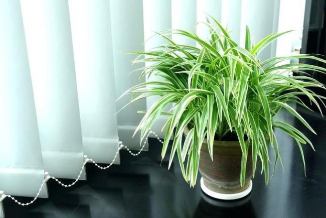 NASA đã thực hiện Nghiên cứu Không khí sạch để xác định loại cây nào giúp làm sạch không khí, loại bỏ các độc tố có hại. Cây nhện (Chlorophytum comosum) là một trong những cây trong danh sách 3 loại cây. Cây nhện loại bỏ tới 95% các chất benzen, formaldehyd, carbon monoxide và xylene gây độc hại. Đây là các hợp chất hữu cơ dễ bay hơi (VOC) được phát thải ra không khí trong nhà của chúng ta từ các vật dụng hàng ngày như đồ nội thất, thảm và các thiết bị gia dụng thông thường. Đây cũng được coi là loại cây dễ trồng nhất trong nhà.