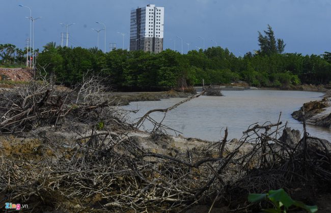 Cây rừng ngập mặn bị cày xới chết khô khắp nơi ở đầm Thị Nại. Theo lãnh đạo địa phương, việc thu hồi quyết định cho doanh nghiệp thuê đất nhằm trả lại phần diện tích mặt nước để người dân đi lại, mưu sinh.