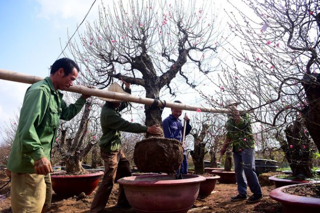 Cây đào thế được chủ vườn thuê người đánh vào chậu đợi khách hàng đến thuê. Giá cho thuê những chậu đào lớn trong dịp Tết từ 5 triệu đến hàng chục triệu đồng tuỳ vào độ lớn, dáng cây. Hết Tết, chủ vườn đưa đào về chăm sóc cho vụ sau.