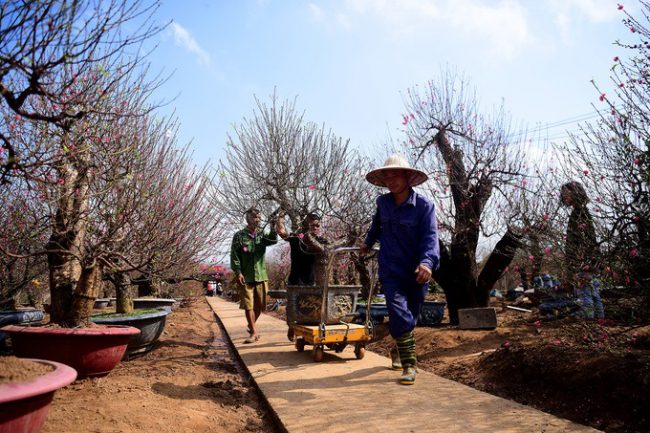 Cây đào có giá cho thuê hơn 10 triệu đồng đang được anh Hiệp - một chủ vườn đưa ra xe để vận chuyển đi Hải Dương.