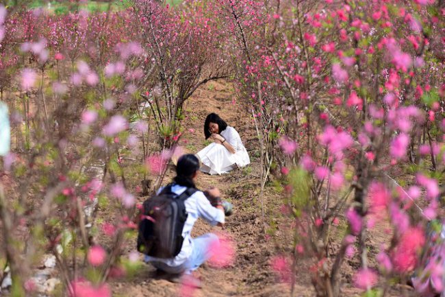 Dịp này một số chủ vườn có thêm nguồn thu từ những người đến chụp hình lưu niệm cùng hoa đào.