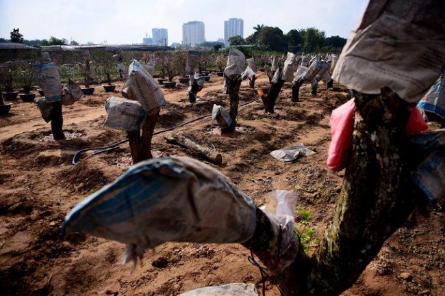 Những gốc đào lớn được chủ vườn ghép mắt từ bây giờ để chuẩn bị cho Tết năm sau.