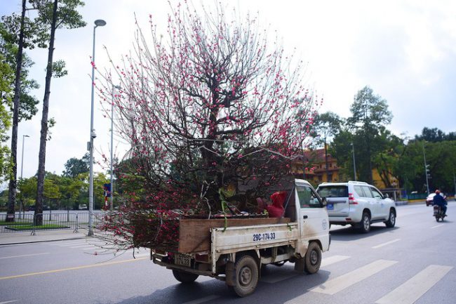 Chậu đào thế lớn được xe tải nhỏ chở đến khách hàng.