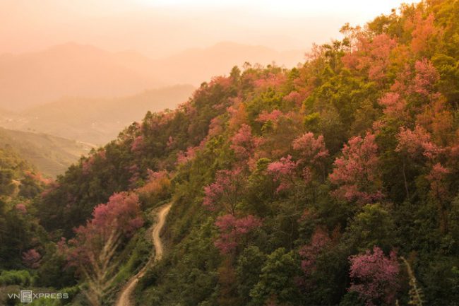 Cuối tháng 12, hoa đào rừng ở Mù Cang Chải đua nở, phủ sắc hồng trên những vạt rừng vùng cao. Trong tiếng Mông, loài hoa này được gọi là “tớ dầy”, mọc tự nhiên ở các xã Nậm Khắt, Púng Luông hay Dế Xu Phình.