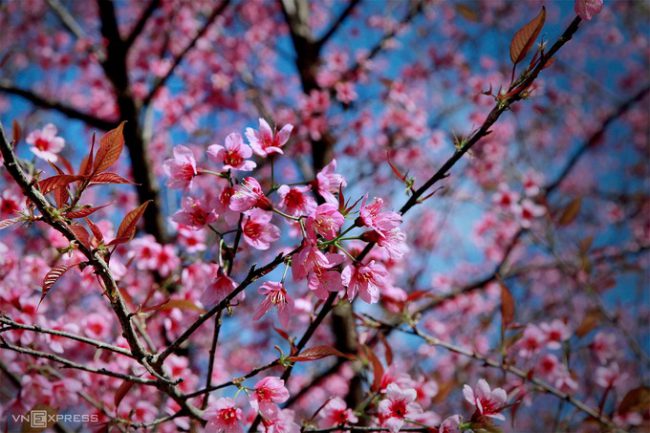 Đào rừng có năm cánh hồng với nhụy dài đỏ rực, nở thành từng chùm vào thời điểm cận Tết Dương dịch và kéo dài đến hết Tết Nguyên đán. Nơi có nhiều đào rừng nhất tại địa phương là xã La Pán Tẩn.