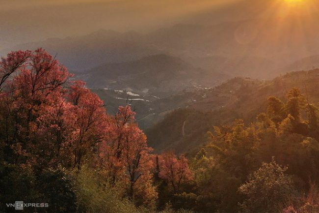 Vạt rừng mùa hoa nở rộ trong ánh hoàng hôn.