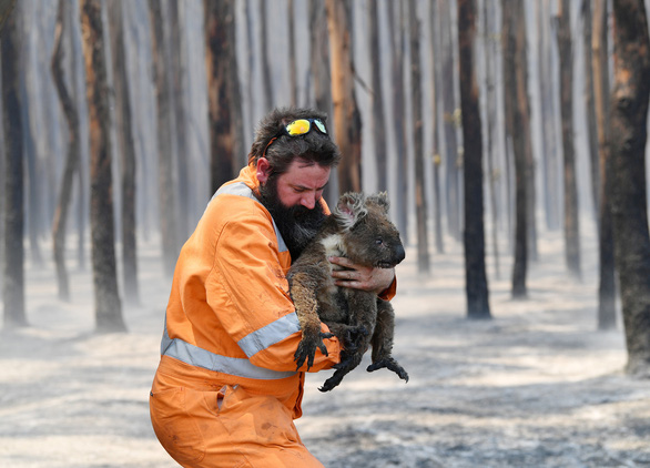 Nhân viên cứu hộ giải cứu một chú gấu koala ở Adelaide, Úc, ngày 7-1 - Ảnh: REUTERS