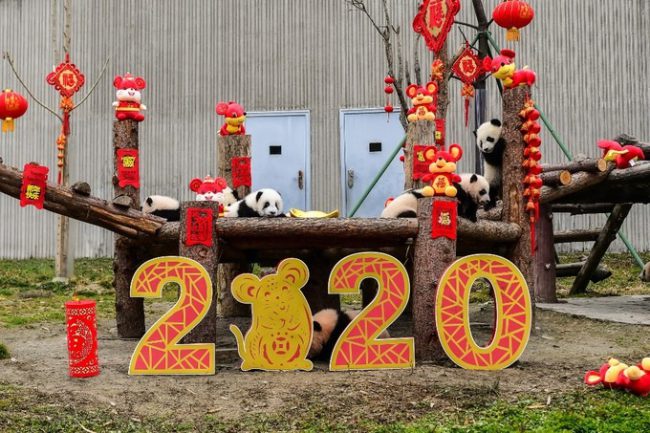 Khu bảo tồn thiên nhiên Ngọa Long ở huyện Mân Xuyên, tỉnh Tứ Xuyên, Trung Quốc, nơi có một cơ sở nuôi gấu trúc, trang trí Tết bằng số 2020 và những con chuột bông. Biểu tượng của năm Canh Tý là chuột, con vật đứng đầu trong 12 con giáp.