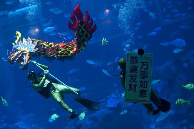 Thợ lặn trình diễn màn múa rồng chào năm mới âm lịch tại thủy cung ở khu nghỉ dưỡng Sentosa, Singapore.