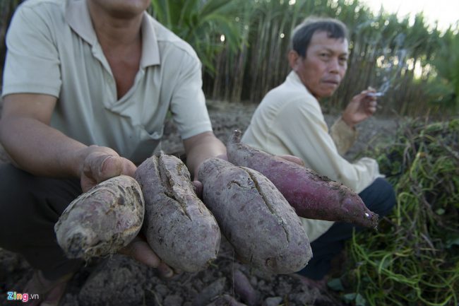 Vườn khoai lang 0,4 ha của hộ gia đình ông Ngô Hoàng Yến, ấp An Lạc, xã An Thạnh Tây, huyện Cù Lao Dung, tỉnh Sóc Trăng, đến thời điểm thu hoạch nhưng bị hư hỏng hoàn toàn. Số tiền vốn tích cóp của gia đình ông Yến gần 40 triệu đồng mất trắng chỉ sau 2 tháng đầu tư trồng khoai.