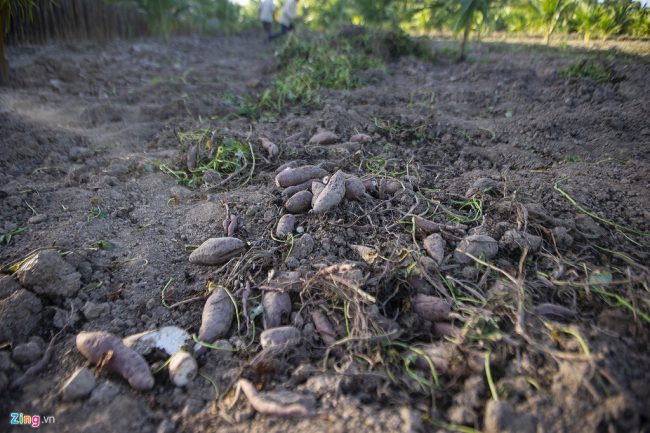 Ông Yến cho biết khoảng 1 tháng trước, nước mặn xâm nhập sâu vào con kênh trước nhà. Vì không có nước ngọt dự trữ, ông đã chọn thời điểm con kênh trước nhà đầy nước (để độ mặn giảm), rồi dẫn vào vườn tưới khoai lang. Nhưng ông Yến cũng không cứu nổi vườn khoai lang. Thậm chí, nước nhiễm mặn còn khiến cả vườn bị hư hỏng hoàn toàn.