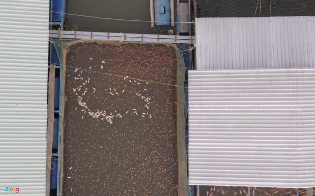 Những con cá chết trôi nổi trong lồng bè luôn là nỗi ám ảnh của người nuôi.