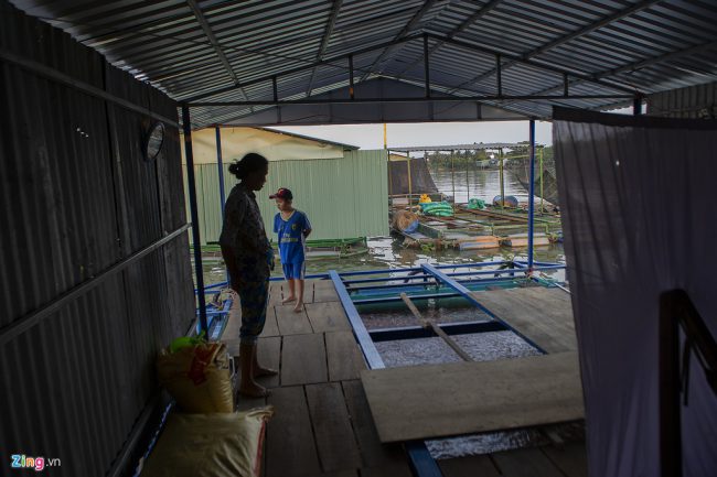 Hơn lúc nào hết, bà Hiền lo lắng lồng bè cá điêu hồng mới thả nuôi ít lâu khó có thể duy trì đến thu hoạch. Chi phí bà đầu tư làm lồng bè, thả cá giống, thức ăn... hiện trên 60 triệu đồng.