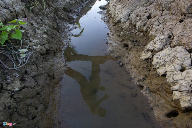 Đường dẫn nước vào vườn khoai lang của gia đình ông Yến khô kiệt tận đáy khoảng 10 ngày nay. Đại diện Phòng Nông nghiệp và Phát triển Nông thôn huyện Cù Lao Dung cho biết mặn thậm chí sớm hơn cả năm đỉnh điểm 2015 - 2016.